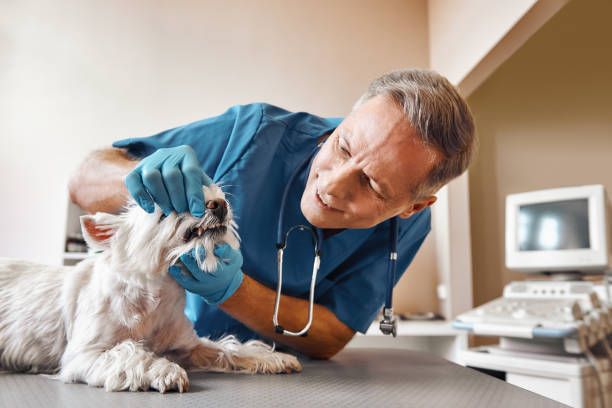 Best Emergency Tooth Extraction in Little Silver, NJ